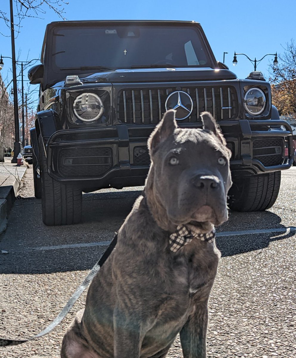 RogueMorose's tweet image. 