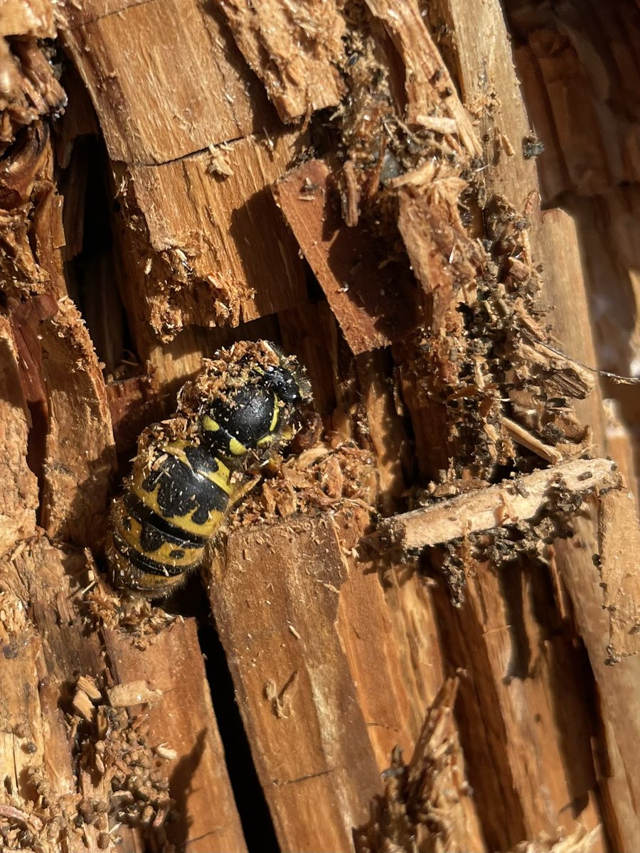 A busy day with the rangers from <a href="/ntarnsidesilver/">NT Arnside and Silverdale</a> and <a href="/SizerghCastleNT/">NT Sizergh</a> today out in the dunes taking down old fencing when we noticed this hibernating queen wasp in an old post. 

#EveryoneNeedsNature #Spring