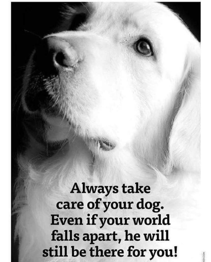 BestinDogs's tweet photo. Always https://t.co/eK61z0tcRY