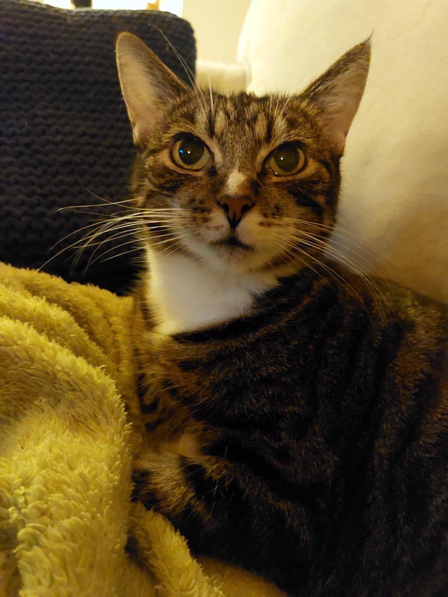 Mortimer tweet media