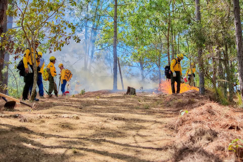 Sumándonos a la convocatoria del gobernador <a href="/EduardoRamirez/">®</a>, personal de la <a href="/CONAFOR/">CONAFOR</a> participó en la quema prescrita en la Reserva de la Sepultura, junto a <a href="/PCivilChiapas/">Secretaría de Protección Civil de Chiapas</a>, <a href="/SemahnChiapas/">SEMAHN CHIAPAS</a>, <a href="/CONANP_mx/">CONANP</a> y el <a href="/GobiernoMX/">Gobierno de México</a>.

#Chiapas #PrevenciónDeIncendios #IncendioForestal