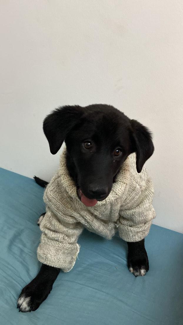 ktohaydost's tweet photo. 📍ÖMÜRLÜK YUVA / ANKARA
Bu yavrumuz 3 aylık dişi. Labrador mix. İç-dış ve karma 1 aşısı var. Tüm kardeşleri sahiplenildi. Acil kalıcı yuvasını arıyoruz. Sahiplendirme takip şartı ile olacaktır.
 İletişim: 📞0552 940 58 53 https://t.co/tFAkrY5LW8