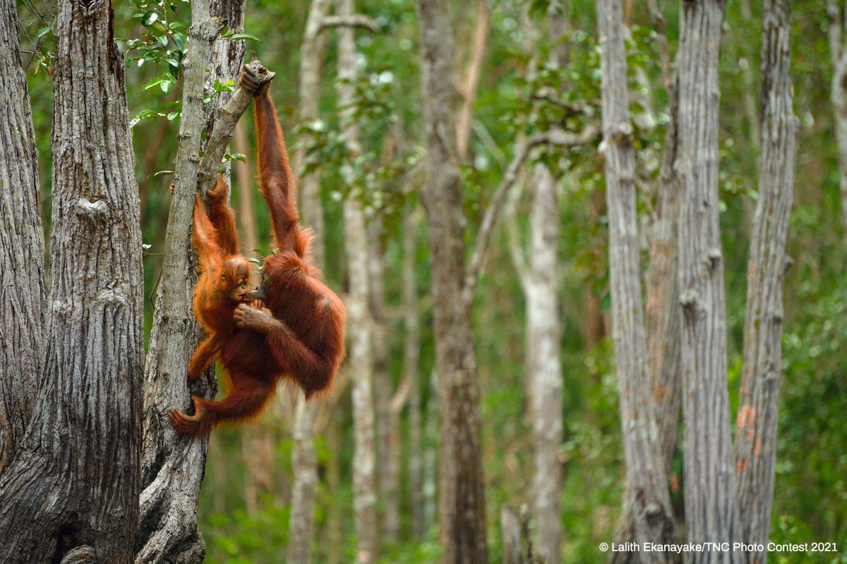 The Nature Conservancy tweet media