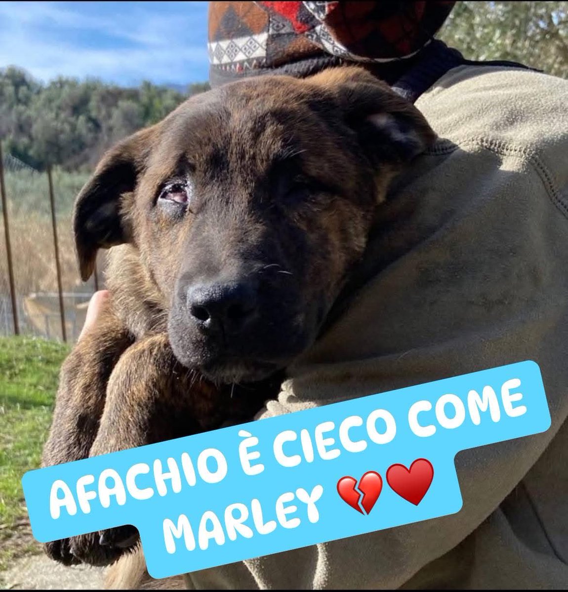 🆘🙏🆘ADOZIONE DEL CUORE ♥️🙏🆘🙏
C’E’ QUALCUNO DISPOSTO AD ESSERE GLI OCCHI DI AFACHIO ? 🙏🆘🙏
AIUTIAMO AFACHIO CON LE CONDIVISIONI ‼️🙏🆘🙏
Si trova in Calabria 
Si affida chippato e vaccinato.
Per info inviare messaggio WhatsApp
Angelinda 320 832 2710
Eleonora 349 195 0818
