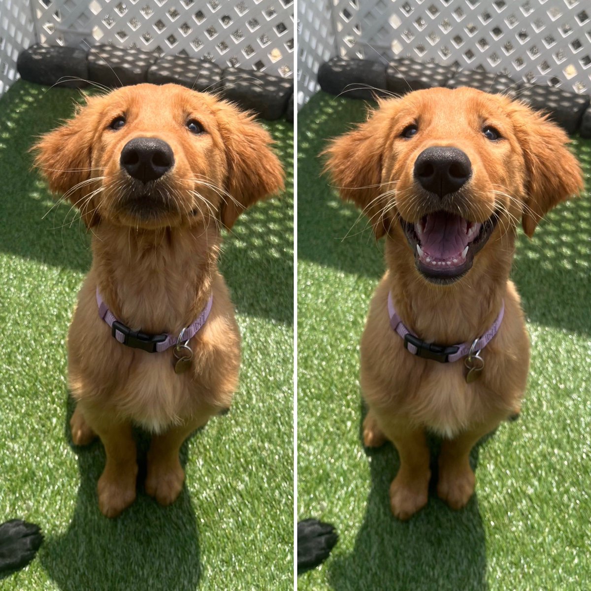 This is Olive. She was just told she's a good dog. See if you can figure out which photo was taken before and which was taken after. 13/10
