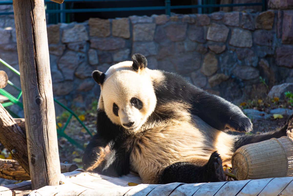 Grateful for the chance to witness and photograph China’s beloved giant panda! 🐼❤ Once on the edge of extinction with just over 1,000 left in the 1980s, these incredible creatures have made a remarkable comeback thanks to dedicated conservation efforts. 
#wildlife #GiantPanda