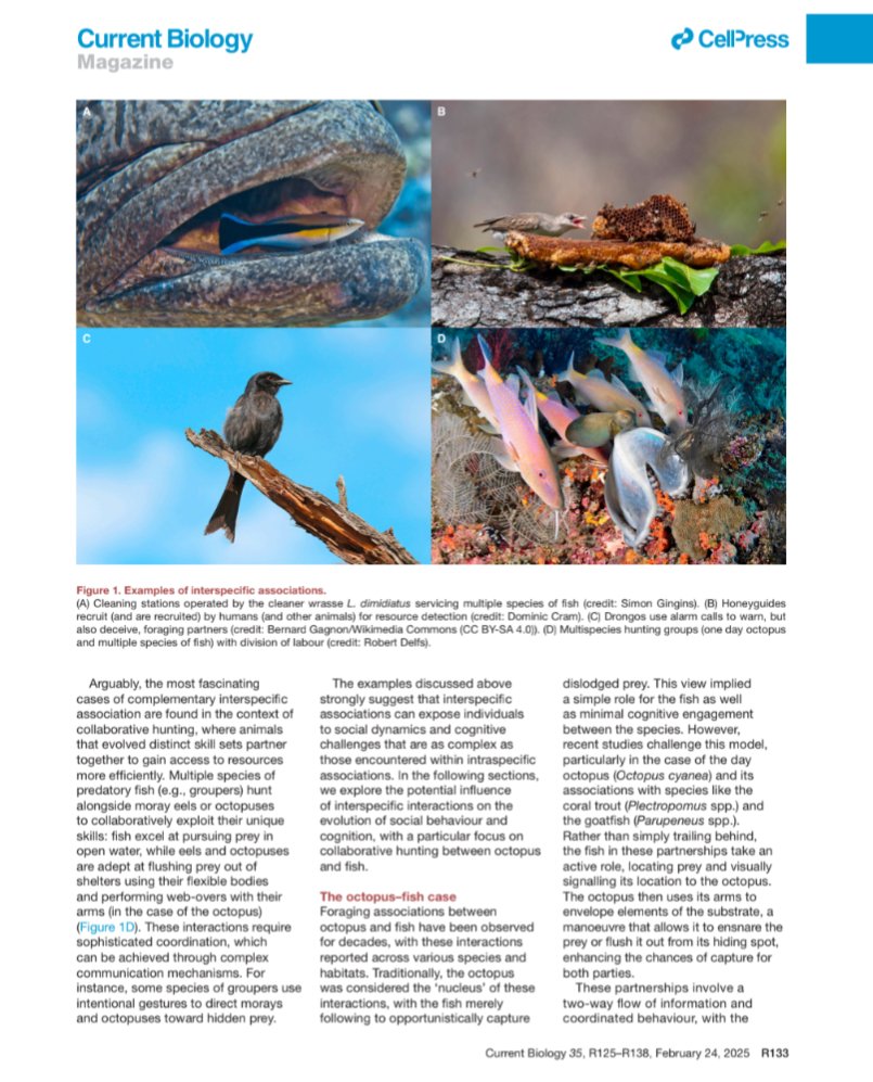 Eduardo Sampaio (@octoeduardo) on Twitter photo New paper out in <a href="/CurrentBiology/">Current Biology</a>!
A primer on cognition in multi-species sociality, focusing on the octopus-fish case 🐙🐟🐠
Read it here: sciencedirect.com/science/articl… New paper out in <a href="/CurrentBiology/">Current Biology</a>!
A primer on cognition in multi-species sociality, focusing on the octopus-fish case 🐙🐟🐠
Read it here: sciencedirect.com/science/articl…