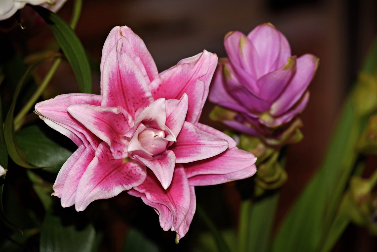 #Lily #Lilies #Flower #LotusBreeze #Breeze #Pink #Lavender #Petals #Softness #Bloom #Renewal #Garden #Beauty #Aesthetics #Aroma #Scent #LandscapeDesign #Creativity #ContainerGardening #Home #Blossom #Color #Purple #Fragrance
