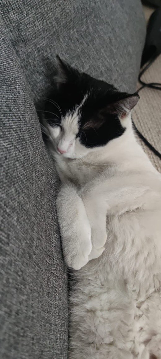 İç ve dış parazit aşıları yapıldı 10 aylık dişi kedi. İsmi Nataş. Şuan geçici yuvada bakılmakta kalıcı yuvasını arıyor. İlgilenenler <a href="/ssanemt/">Sanem Topal</a> ile iletişime geçebilir