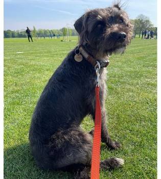 millypod1's tweet photo. CASSIE HOME SAFE. THANKS FOR RT's πππΎ
π21 FEB 2025 #Lost CASSIE #ScanMe #Tagged
Grey & Black Terrier Cross Female
Richmond Park #London #TW10
https://t.co/AJFCwIDi6C https://t.co/2zakVOWOmo