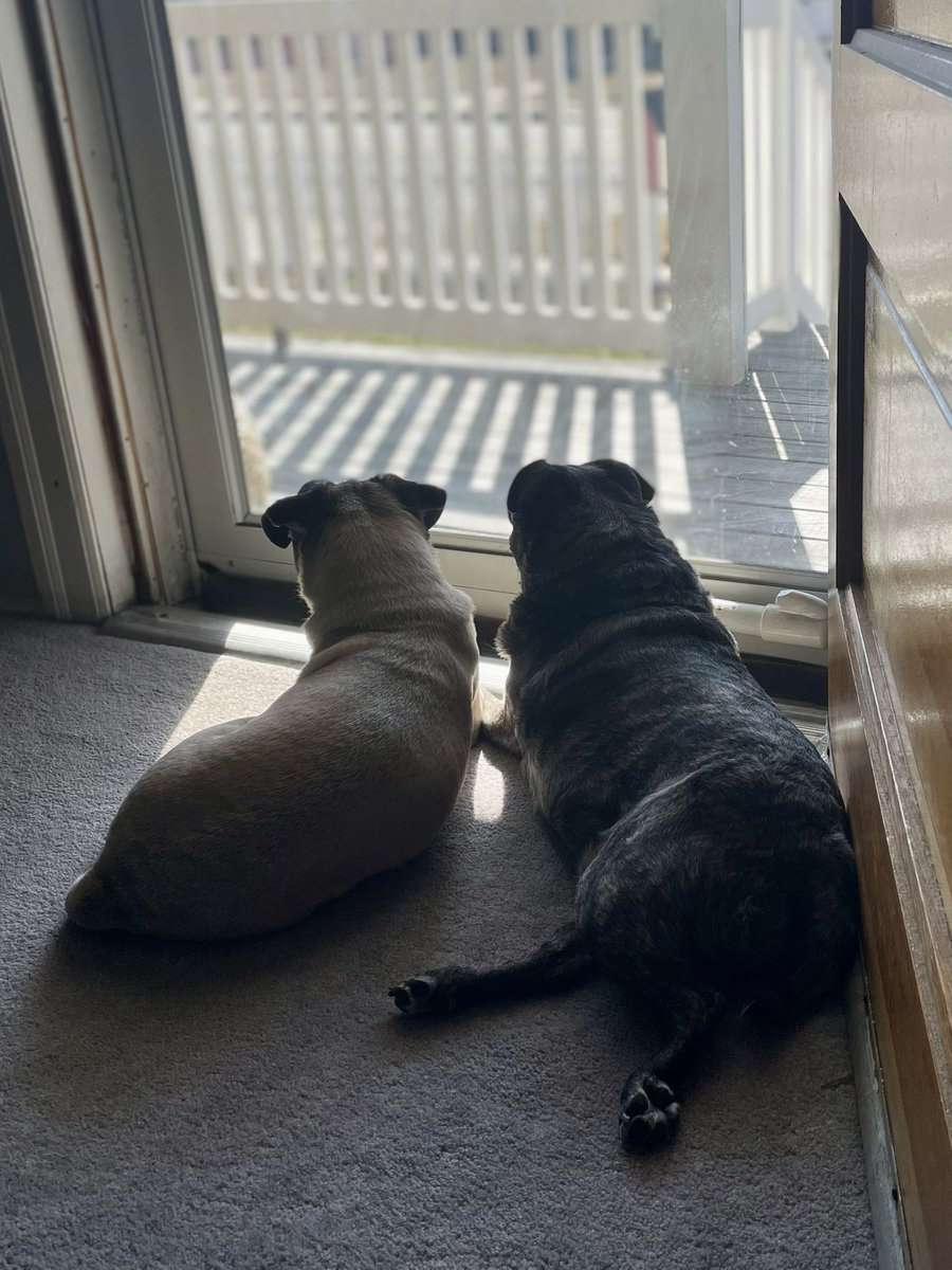 DeiselPepSkip's tweet image. It’s warmer out and the sun is shining so the neighborhood watch is back on patrol. #pugs #pugsoftwitter