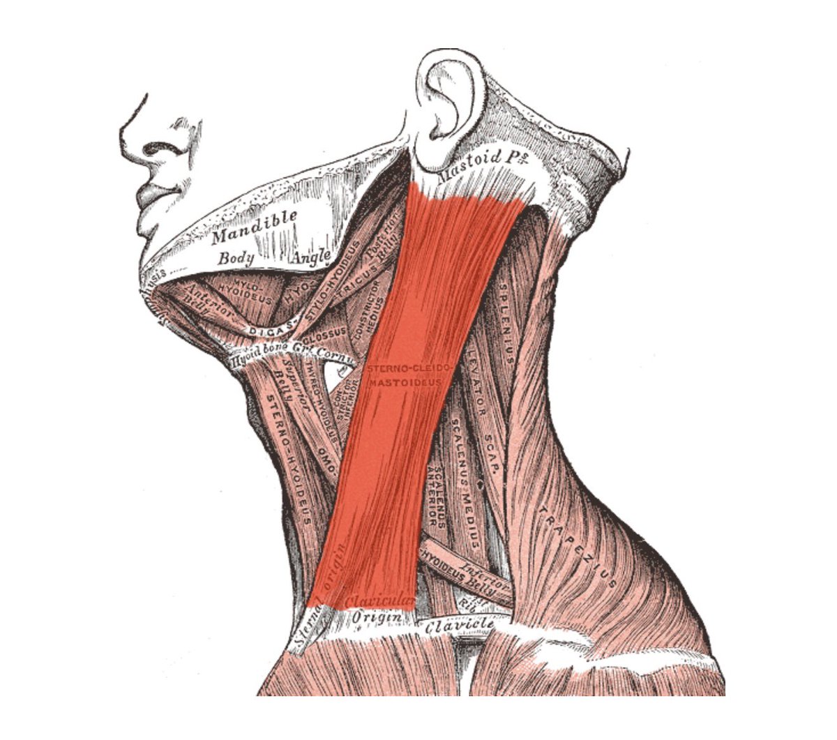 VitallyMelanie's tweet image. Fascia release for hair growth: part 2
(Works for encouraging beautiful skin as well)

Releasing the sternocleidomastoid (SCM), which is chronically tight in most people today, will encourage proper blood flow and lymph drainage by alleviating tension and restoring proper…