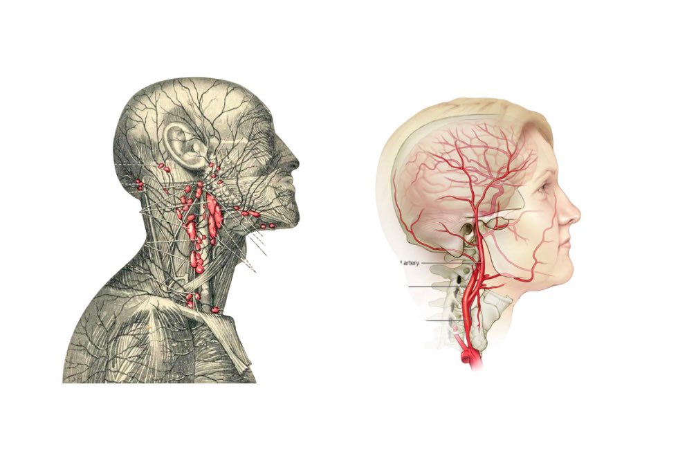 VitallyMelanie's tweet image. Fascia release for hair growth: part 2
(Works for encouraging beautiful skin as well)

Releasing the sternocleidomastoid (SCM), which is chronically tight in most people today, will encourage proper blood flow and lymph drainage by alleviating tension and restoring proper…