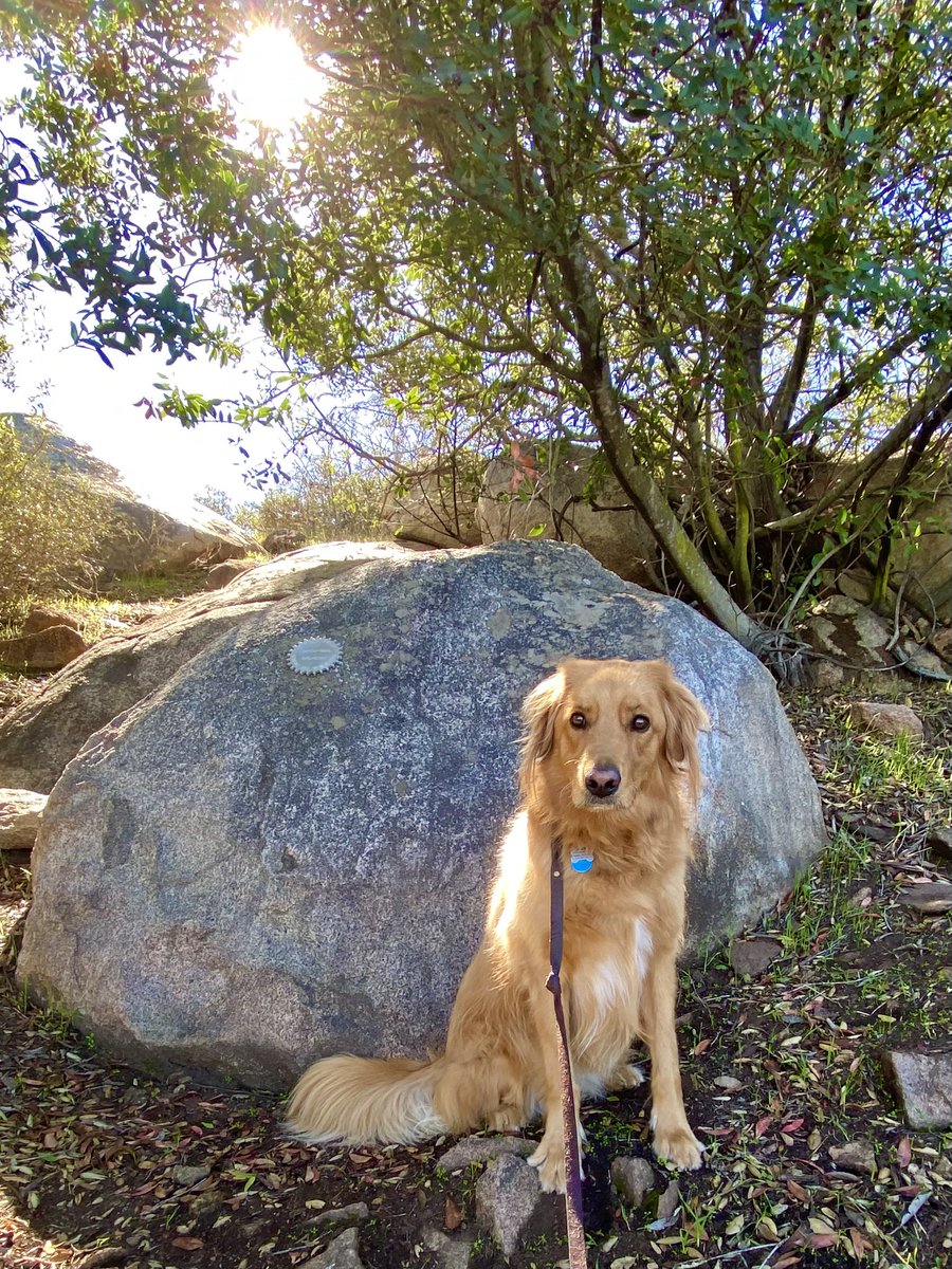 Roman_OT_Empire's tweet photo. On the trail with the Hobbit dog! #socal #hiking #pippin #goodenretriever https://t.co/fBNfmXzd2H