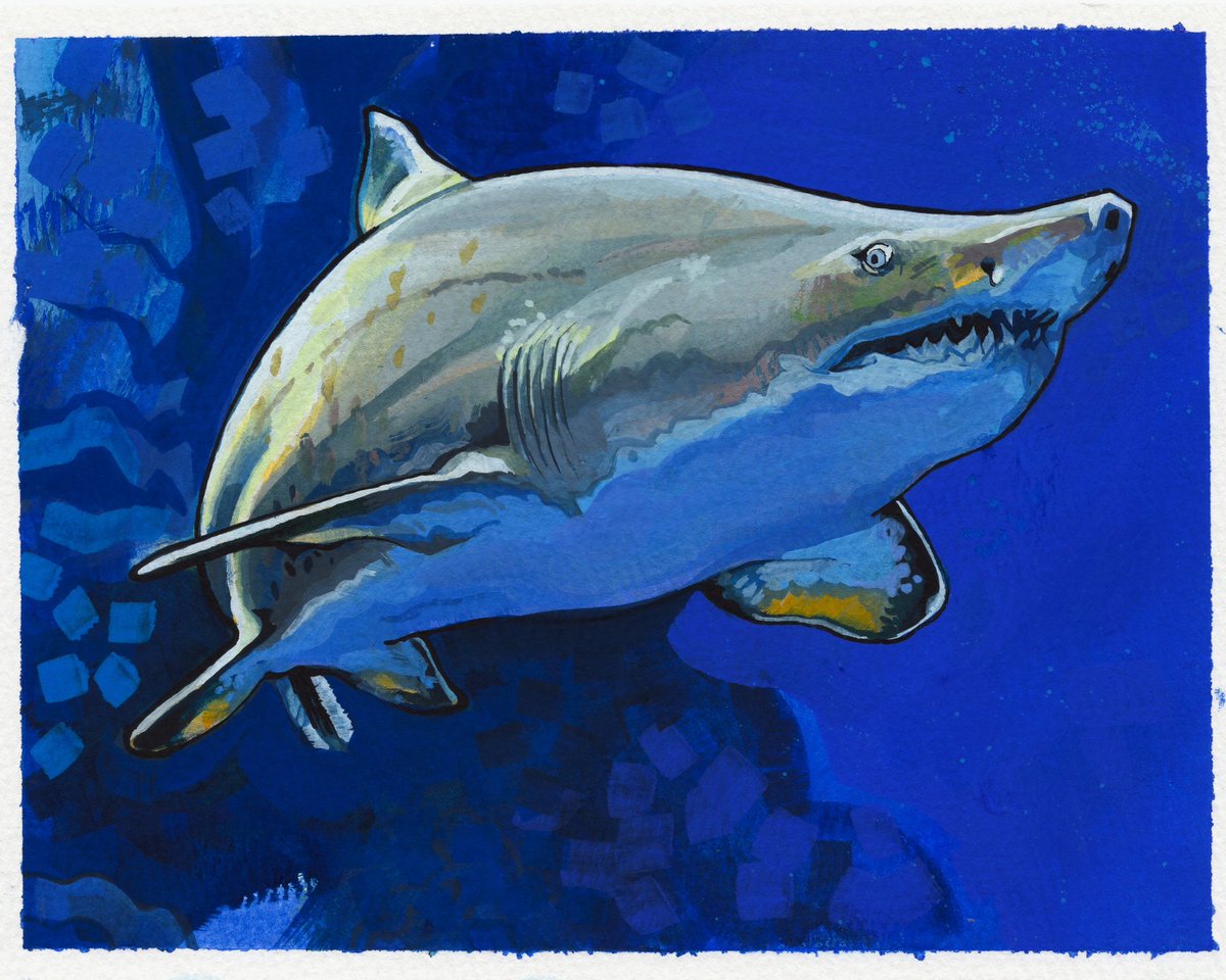 Trzustco's tweet photo. Huge tiger shark day 20 ! https://t.co/egzPMFLrFa