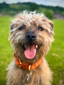 millypod1's tweet photo. ARTEE HOME SAFE. THANKS FOR RT's ๐๐๐พ
๐22 FEB 2025 #Lost ARTEE #ScanMe #Tagged
YOUNG Brown/ Grizzle Patterdale Cross Male
Cleeve Hill Common #Cheltenham #Gloucestershire #GL52
https://t.co/PVJrVVfZ0z https://t.co/hjIQtB6DxR