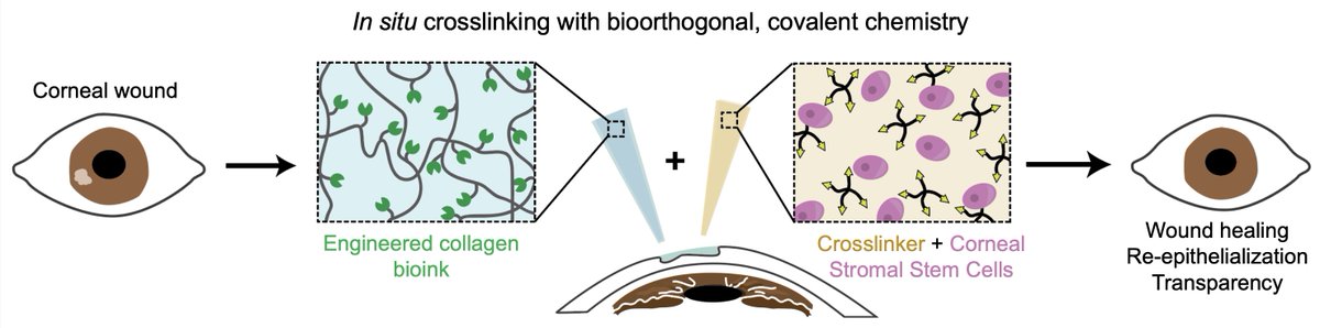 Lucia Brunel (@lucia_g_brunel) on Twitter photo Check out our recent work from <a href="/heilshornlab/">Heilshorn Lab</a> on an engineered hydrogel matrix to deliver corneal stromal stem cells to corneal wounds for regeneration, out now in Bioact Mater! 👀
doi.org/10.1016/j.bioa… Check out our recent work from <a href="/heilshornlab/">Heilshorn Lab</a> on an engineered hydrogel matrix to deliver corneal stromal stem cells to corneal wounds for regeneration, out now in Bioact Mater! 👀
doi.org/10.1016/j.bioa…