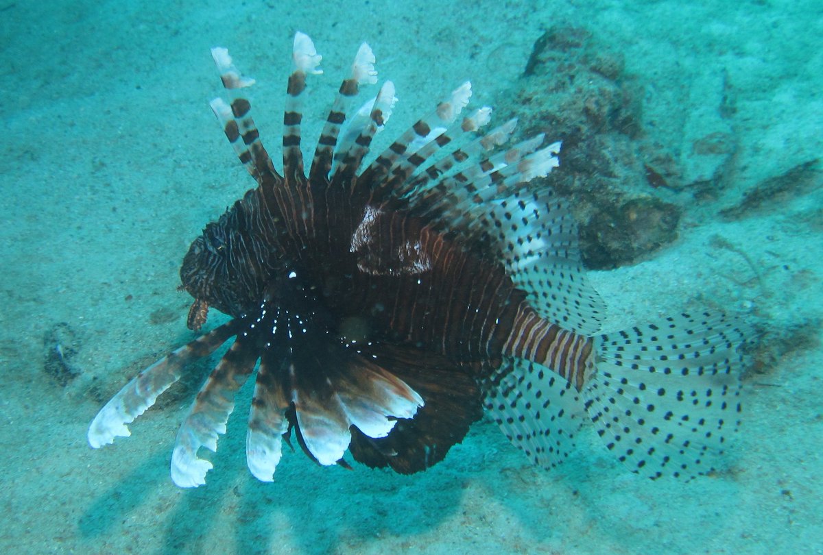 MyFWC's tweet image. Lionfish pose a threat to our native marine species and the delicate balance of our aquatic ecosystems. You can help our lionfish removal efforts by participating in this year’s 10th Anniversary Lionfish Challenge from May 24th until September 14th!

Learn more about this…