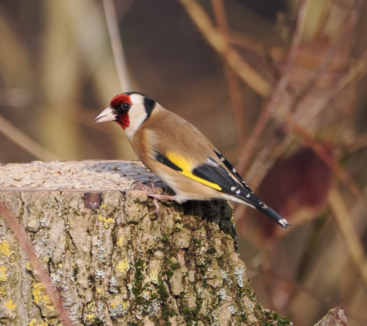 Goldfinch at North Cave Wetlands. #ThePhotoHour #TwitterNatureCommunity #wildlifephotography #NaturePhotography #BirdsOfTwitter