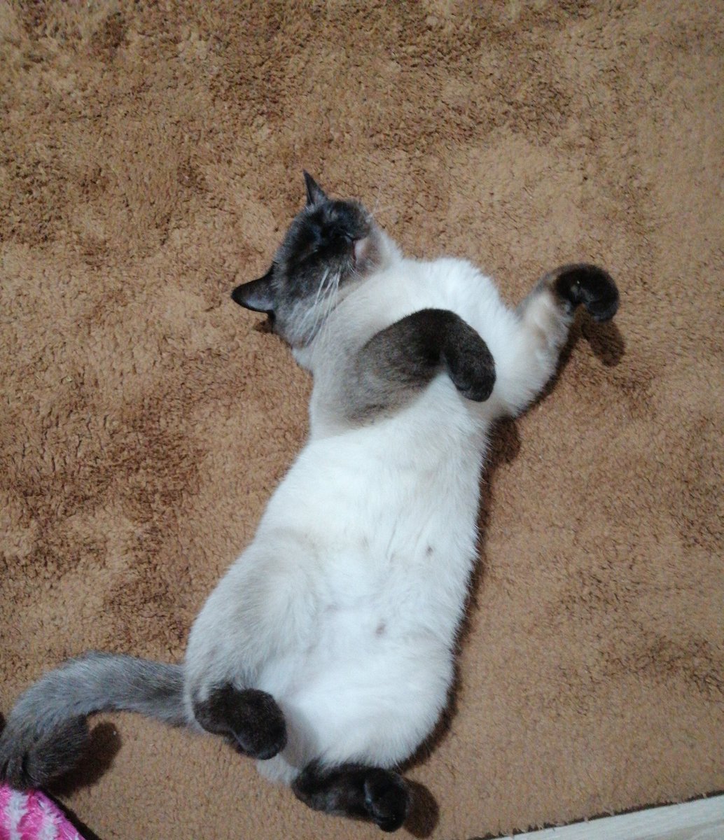 Arkadaşlar kedim horluyor