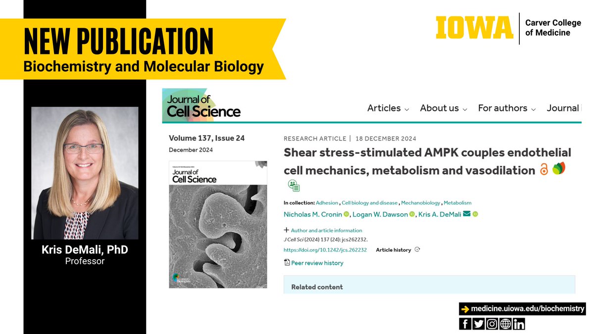 Congratulations to the DeMali lab on their recent publication in the December 18th issue of the Journal of Cell Science entitled "Shear stress-stimulated AMPK couples endothelial cell mechanics, metabolism and vasodilation".