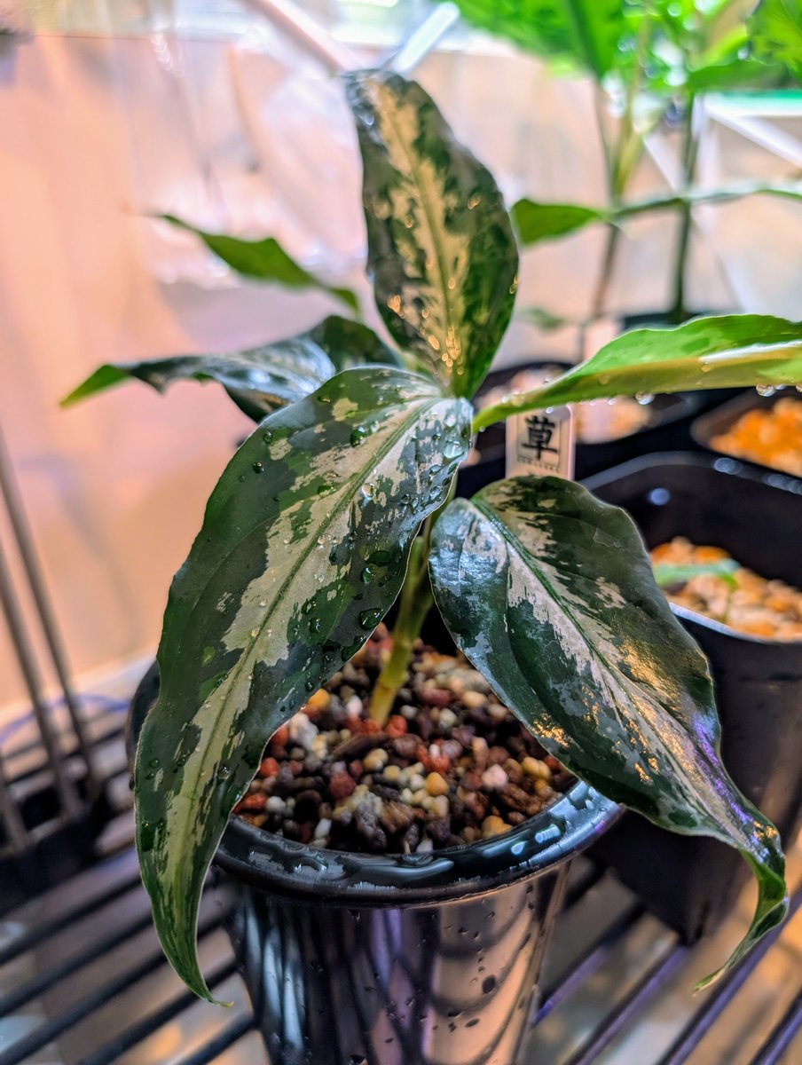 munmunshrimp's tweet image. えび🦐と草🌿

黒ギャラ水槽がよく繁殖します。今12本
作り込んでいくとまだまだバリエーション増えそうで水槽あと9本欲しい🙄
HIRAKUの近くにヤシャブシ落ちてた😯

早起きは三文の徳＠大阪植物宴Feb.23😬
Aglaonema pictum tricolor 天叢雲　Aceh Sumatera 【LA0613-00】
欲しかったやつラッキー😮