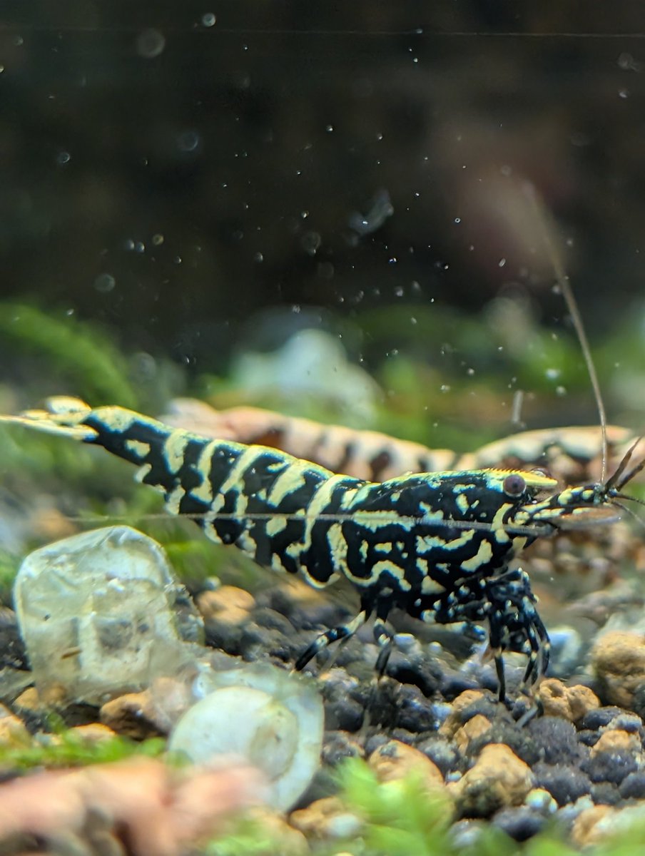 munmunshrimp's tweet image. えび🦐と草🌿

黒ギャラ水槽がよく繁殖します。今12本
作り込んでいくとまだまだバリエーション増えそうで水槽あと9本欲しい🙄
HIRAKUの近くにヤシャブシ落ちてた😯

早起きは三文の徳＠大阪植物宴Feb.23😬
Aglaonema pictum tricolor 天叢雲　Aceh Sumatera 【LA0613-00】
欲しかったやつラッキー😮