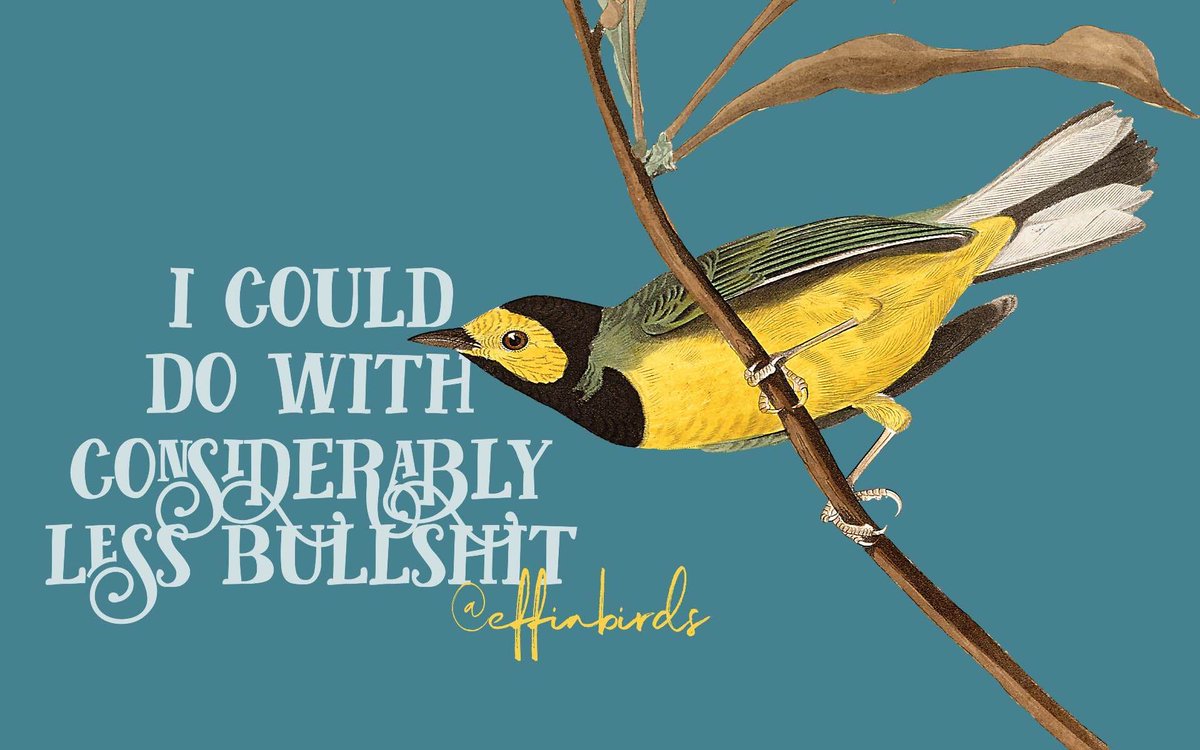 Effin' Birds tweet media