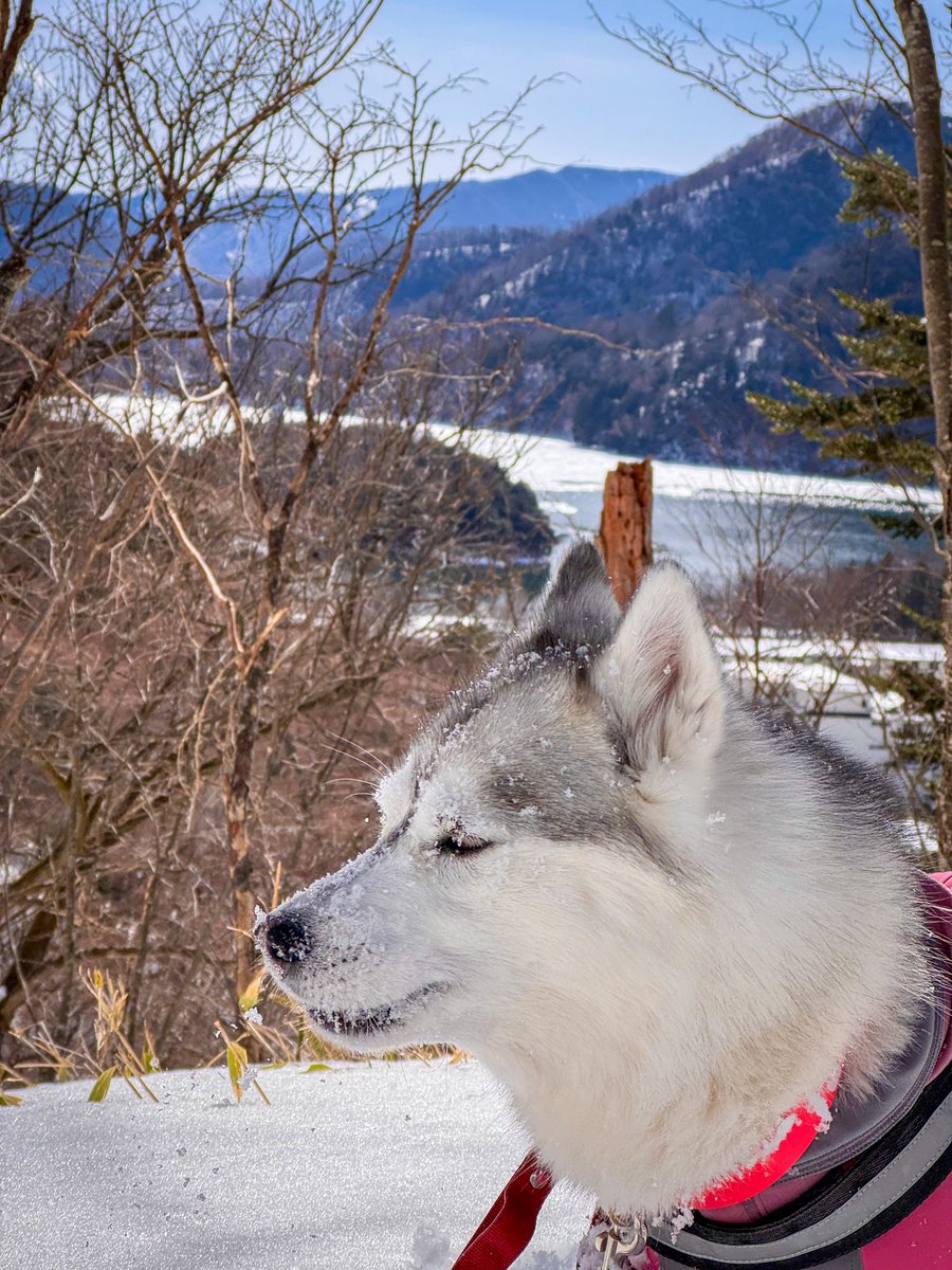 雪に顔を突っ込み過ぎて、
渋い顔になるハスキー犬🐺