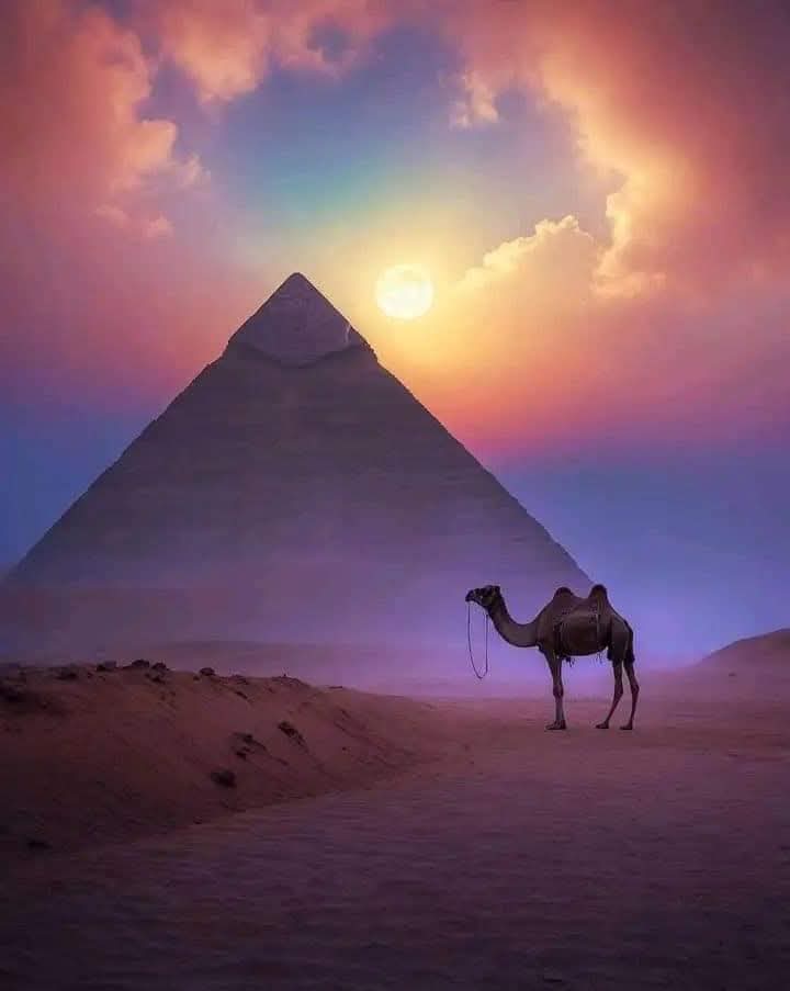 الحضاره tweet media