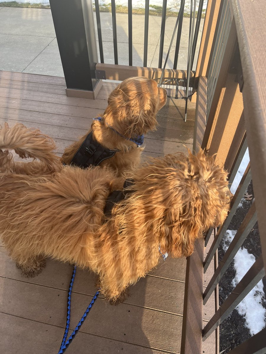 MiniRetrie27785's tweet image. 50 degrees sore felt good today. Went for a walk and then patrolled the neighborhood from the porch. #BringSpring #MondayVibes #DogsOfX