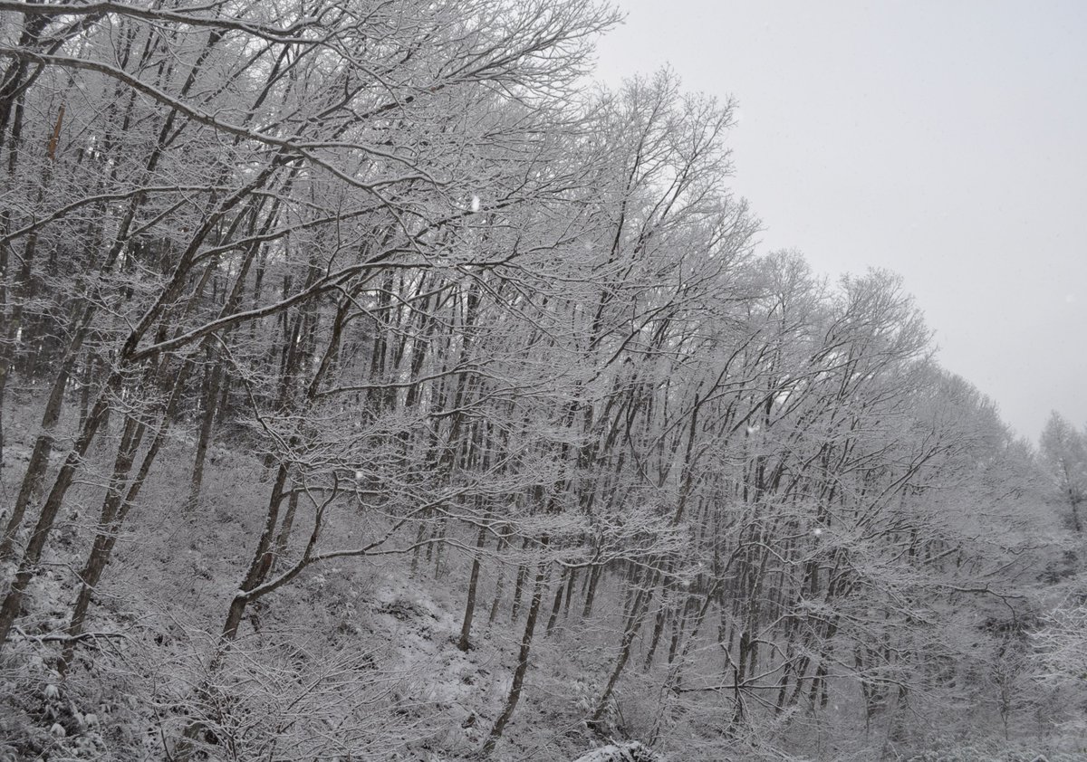 【飛騨高山yuicaの森🤍】

#yuica #アロマ #雪景色 #自然の力
#オークヴィレッジ #oakvillage