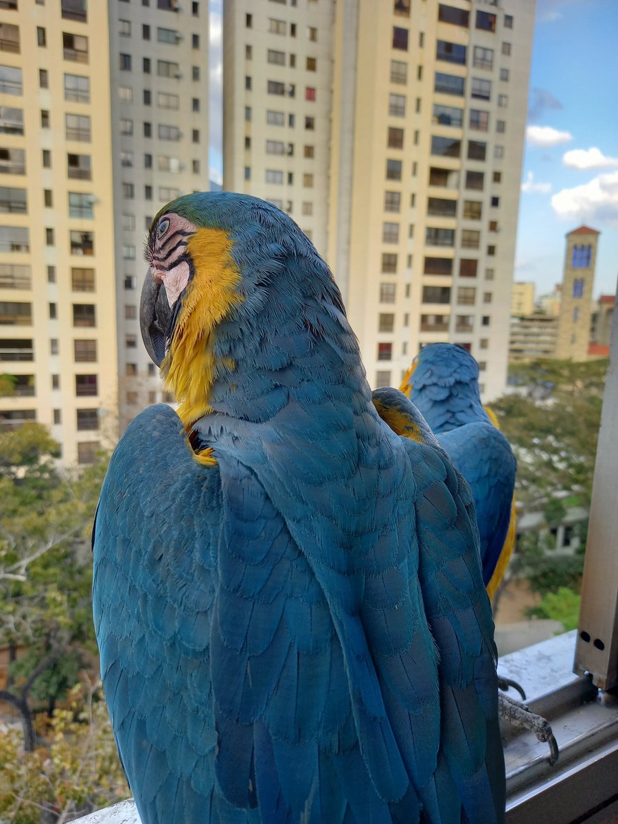 karelisjvc's tweet photo. 🪶Después de otra pausa, se sentían unas chillando por ahí, me asomo y no las veo, me retiro y al pasar unos minutos, deciden aterrizar nuevamente, en su ventana favorita
🦜Pitufo y Chipilina🤣🥳
🪶Así me esperaban 📸, mientras me acercaba 🥰
9/10 ⤵️
📽📸 #macaw #fotoyvideo https://t.co/SVOtnv2djN