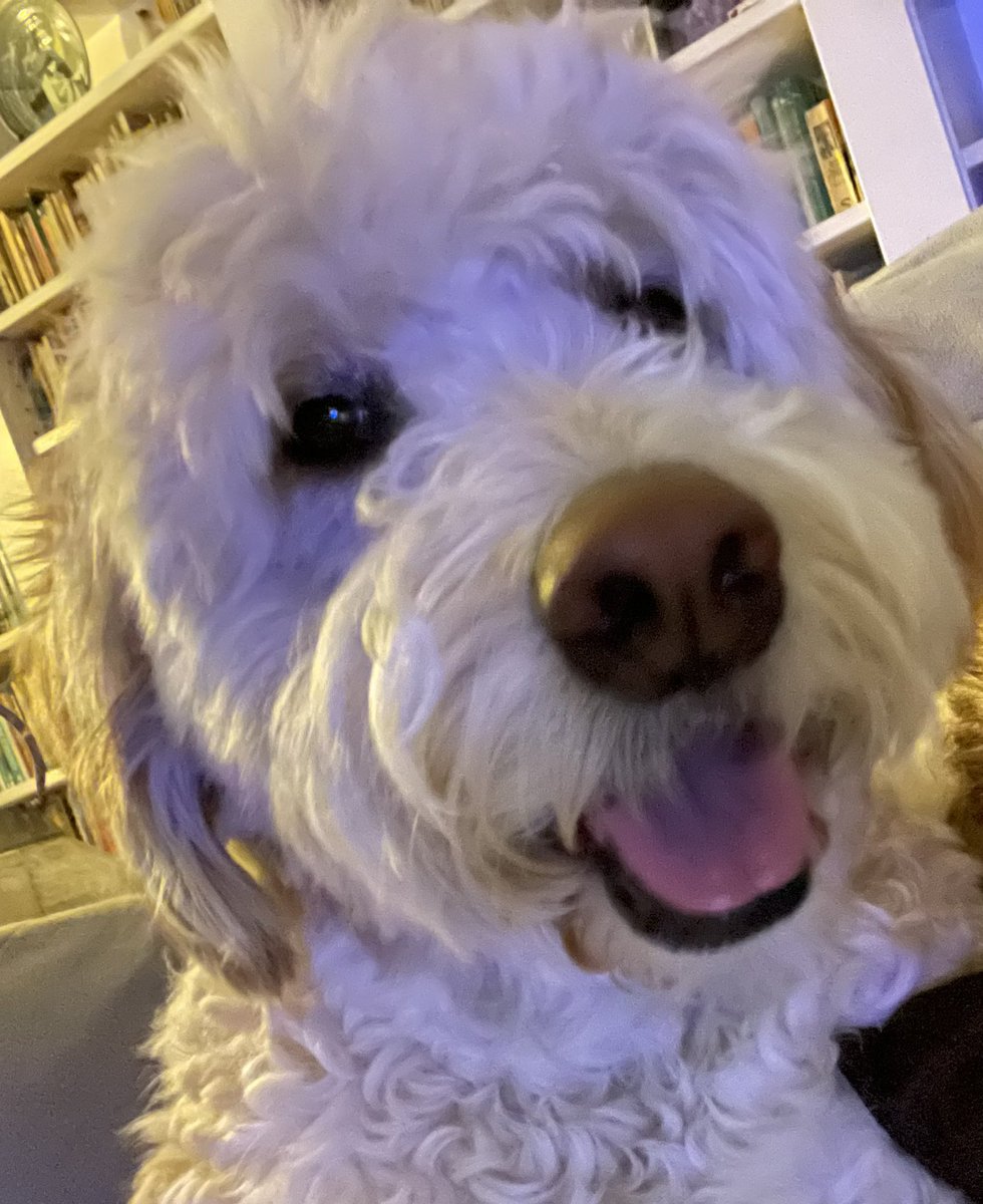 Hiya pals! I hope you are having a super pawsome evening! 🐾💗 #dogsoftwitter #dogsofX