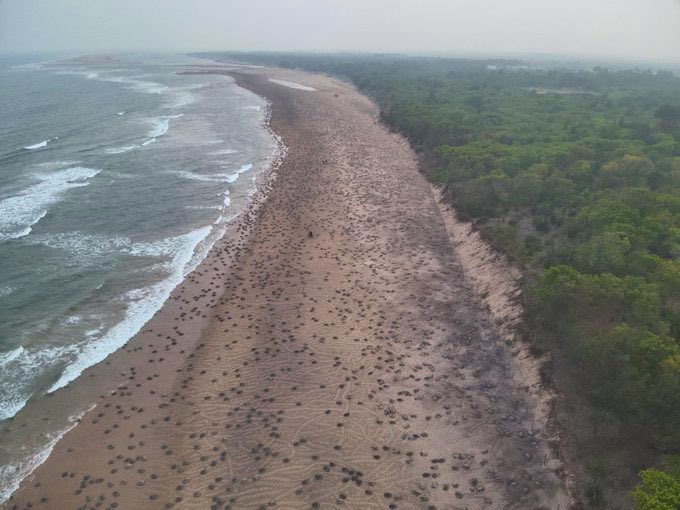Dhananjayvrt6's tweet photo. Odisha’s beaches are stunning  even our international guests appreciate their beauty. The great "arribada"(arrival) of mother Olive Ridley sea turtles on the Odisha coast in Eastern India, where they will dig sand-nests &amp; lay their eggs, driven by ancient instinct. #Odisha #india https://t.co/I0wJcSMyMK