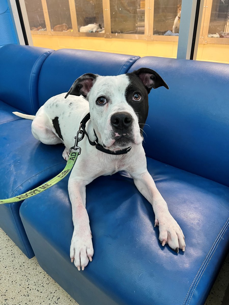 hsmo's tweet photo. Do you have space for me on your couch? - Corncob 🌽

Corncob came to us as a stray back in December, right before Christmas.

Just like corn on the cob, Corncob is a perfect side(kick)!

Meet Corncob at our Macklind location today! 🐾 https://t.co/HuPxieAugO