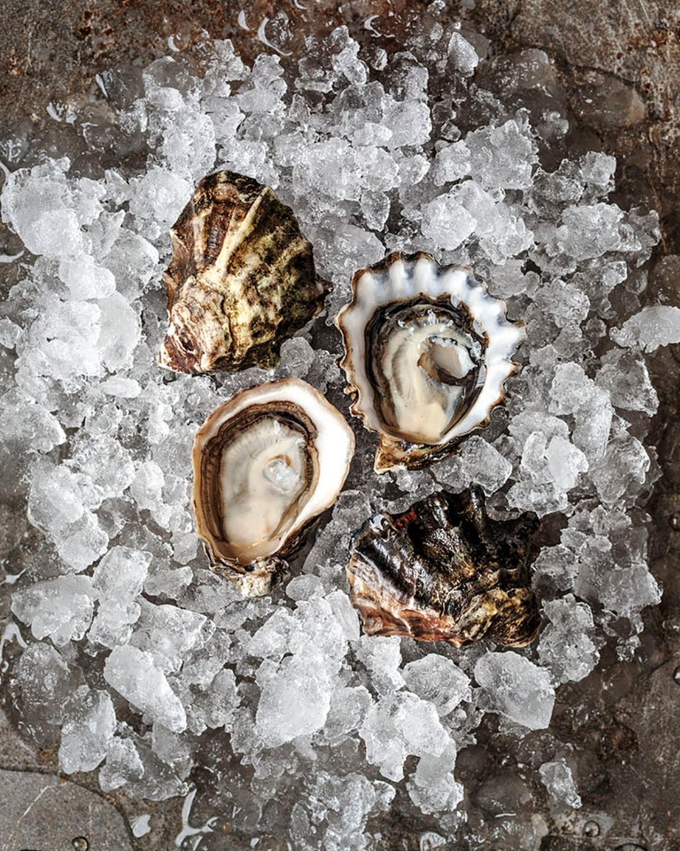 A small shell with a mighty flavor--say hello to our Hog Island Kumamotos! 🦪

This Eastern Pacific oyster (originating from the Kumamoto Prefecture, Kyushu, Japan) is buttery with succulent meat and a lingering essence of cucumber and melon. What's your fav way to eat 'em?