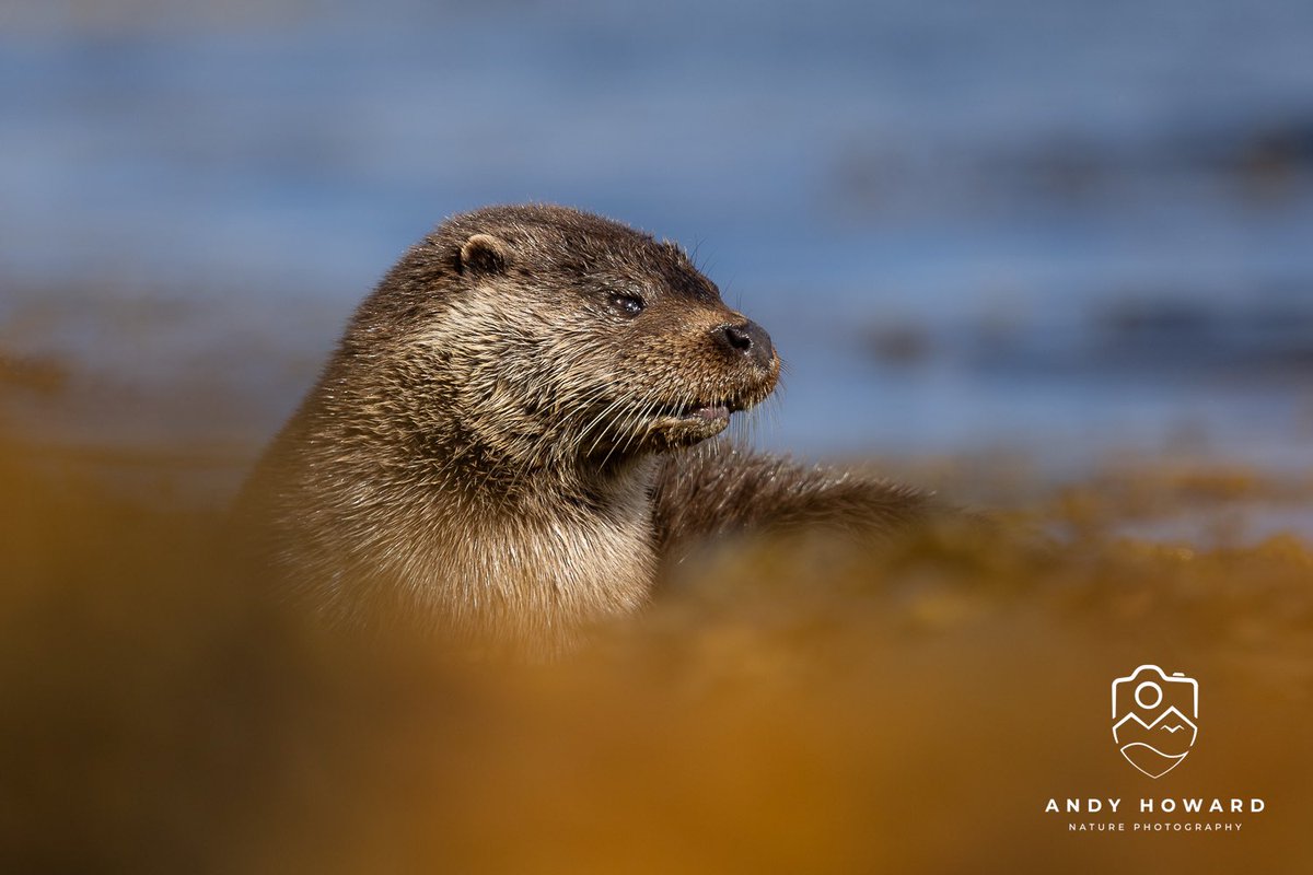 Andy Howard tweet media