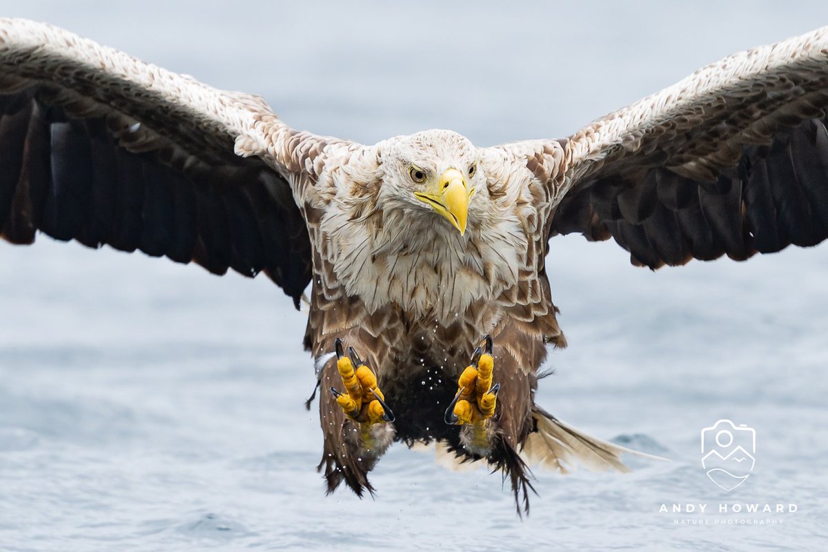 Andy Howard tweet media