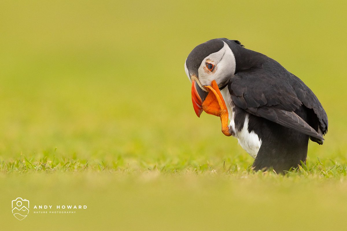 Andy Howard tweet media