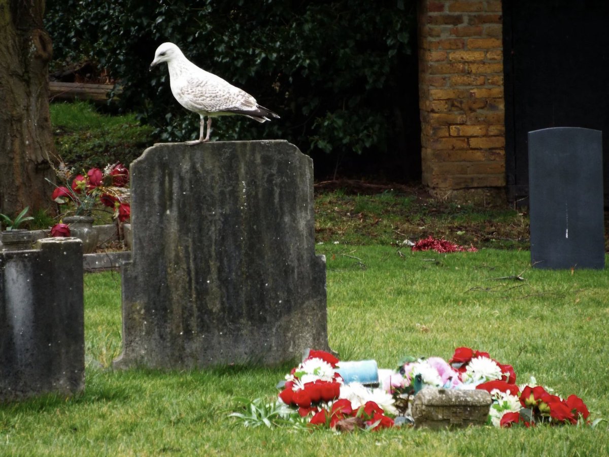 Maeni's External Memory tweet media