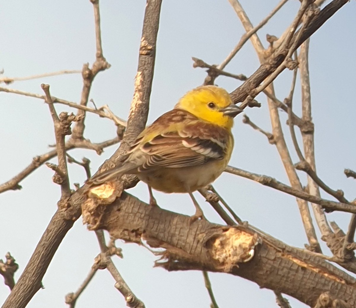 One of the newly established Sudan Golden Sparrows in Mindelo, Cape Verde