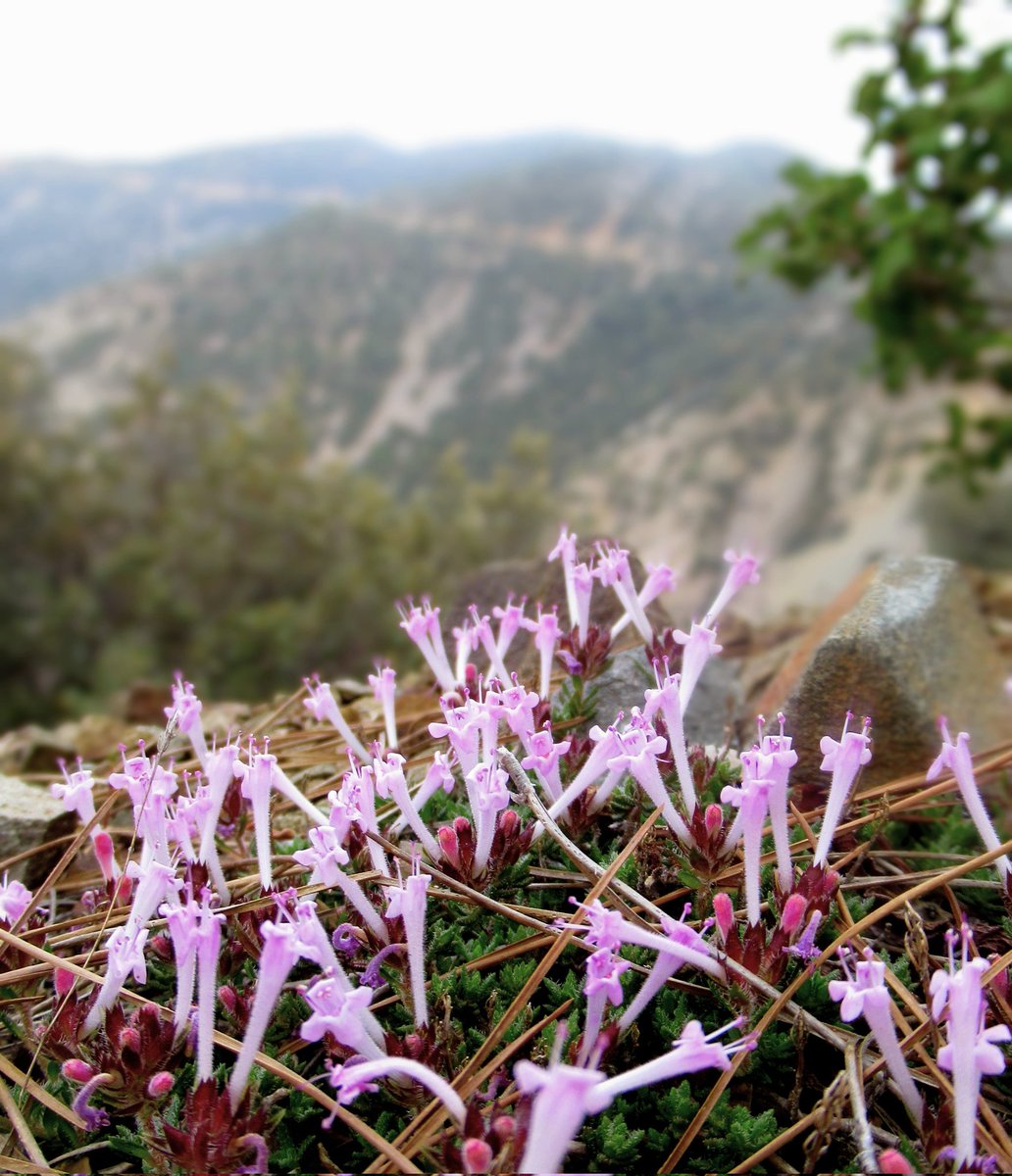 This rare wild thyme (Thymus integer) grows only on the mountain slopes of Cyprus. Unlike the familiar pot herb, its luminous pink flowers stand on end, like trumpets to the sky.