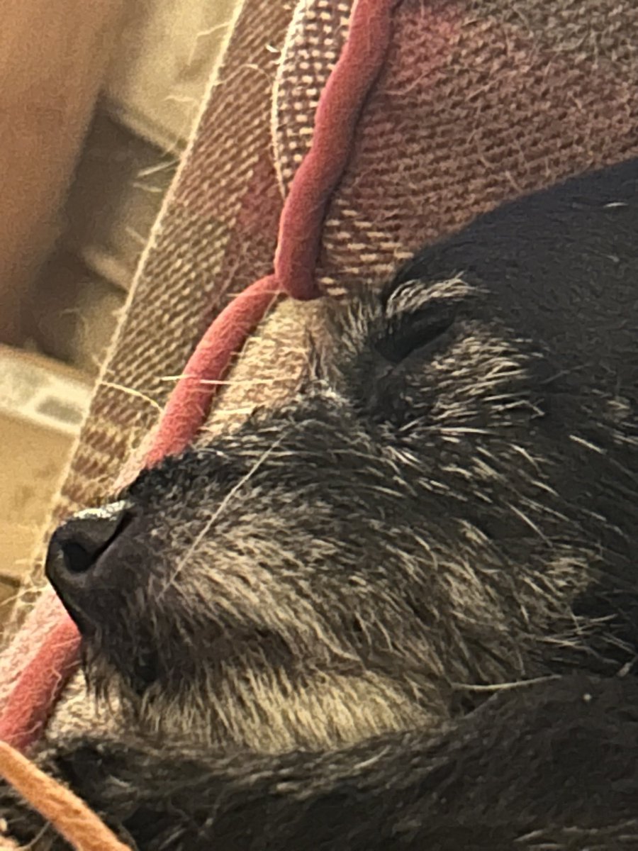 DiddyBumpkin's tweet photo. @Phil_Sledge Sleepy Dennis  ❤️ https://t.co/TD6pkTOM9J