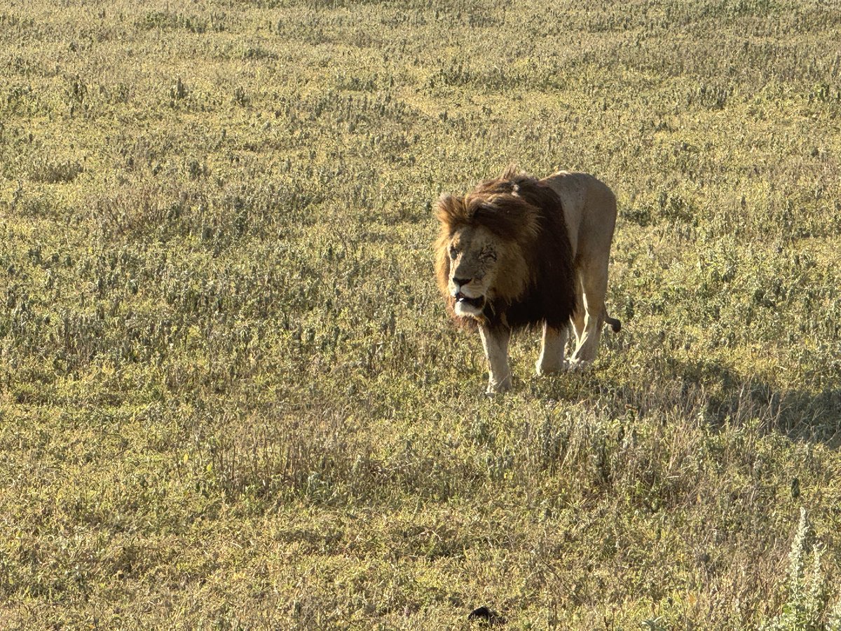 JJacky123's tweet photo. Serengeti: a land of golden savannas, roaring lions, and endless horizons. Home to the legendary Great Migration and Africa’s most iconic wildlife. #Serengeti #Tanzania #Safari #Wildlife #NatureLovers https://t.co/uVyzRrJFe4