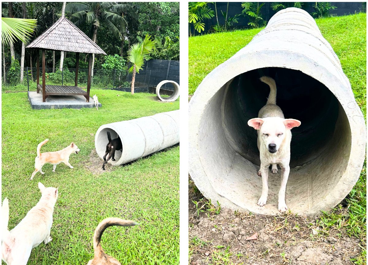 Mission Paws'ible Charity tweet media