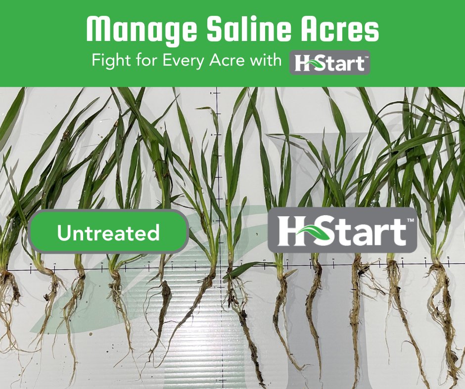 How Soil Microbes Help:
Stabilized Soil: Better H2O infiltration, rooting zones, reduced salt rise.
Mycorrhizal Fungi: Increase and buffer roots, access nutrients.
PGPR: Boost nutrients, improve stress tolerance, disease protection.
EPS: Protect seeds and plants, bind salts.