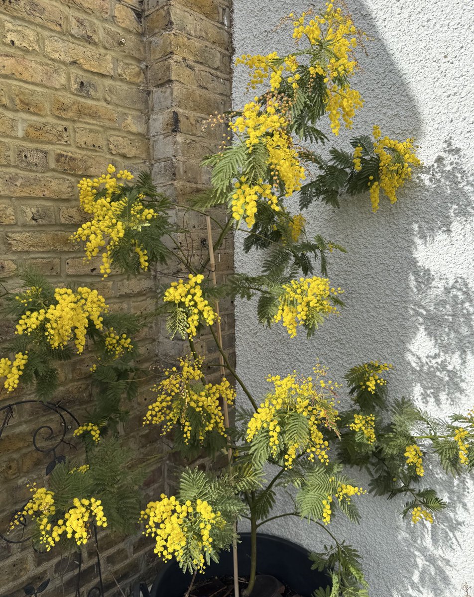 My Mimosa really does think it’s Spring 💛 #GardensHour