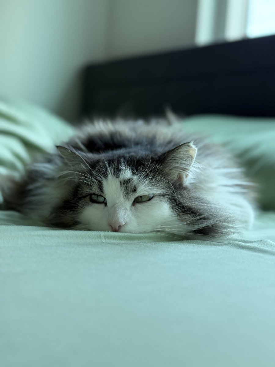 Cat pics! 📸