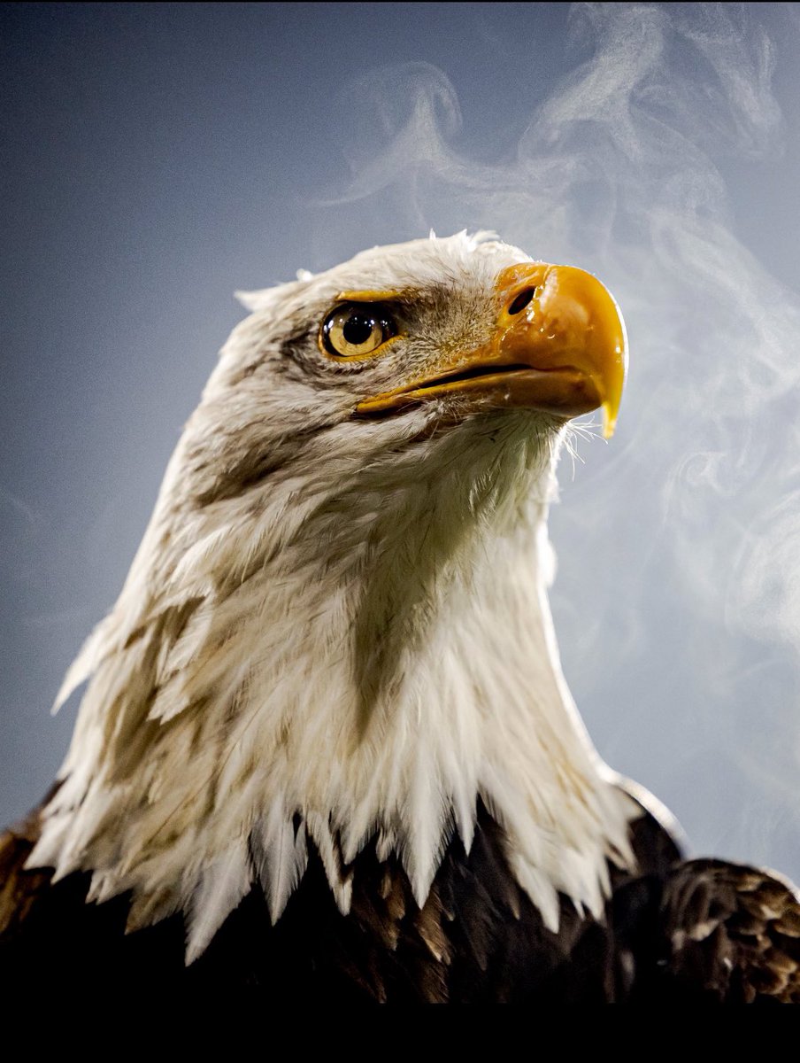 MMeral8583's tweet photo. 🦅 https://t.co/j2akjdoxbe